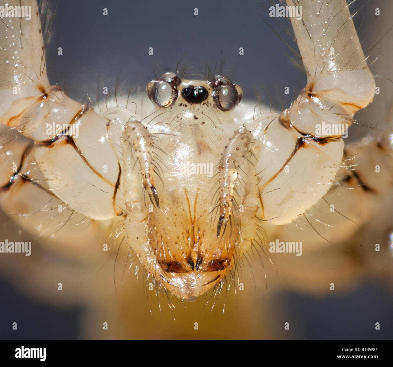 Araignée Pholcus phalangioides, fortement amplifié portrait montrant palpes, mandibules, yeux Banque D'Images