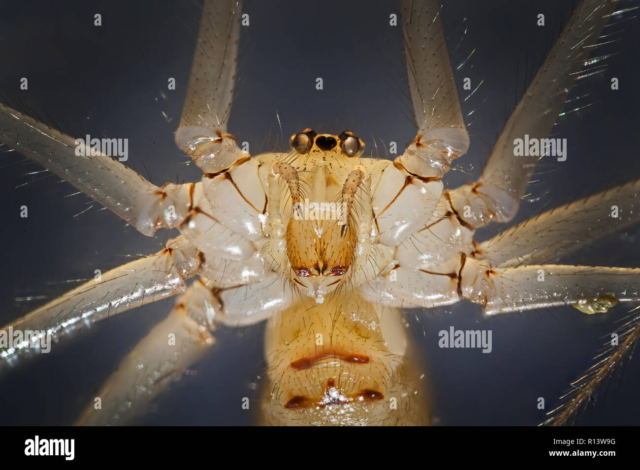 Araignée Pholcus phalangioides, fortement amplifié portrait montrant palpes, mandibules, yeux Banque D'Images