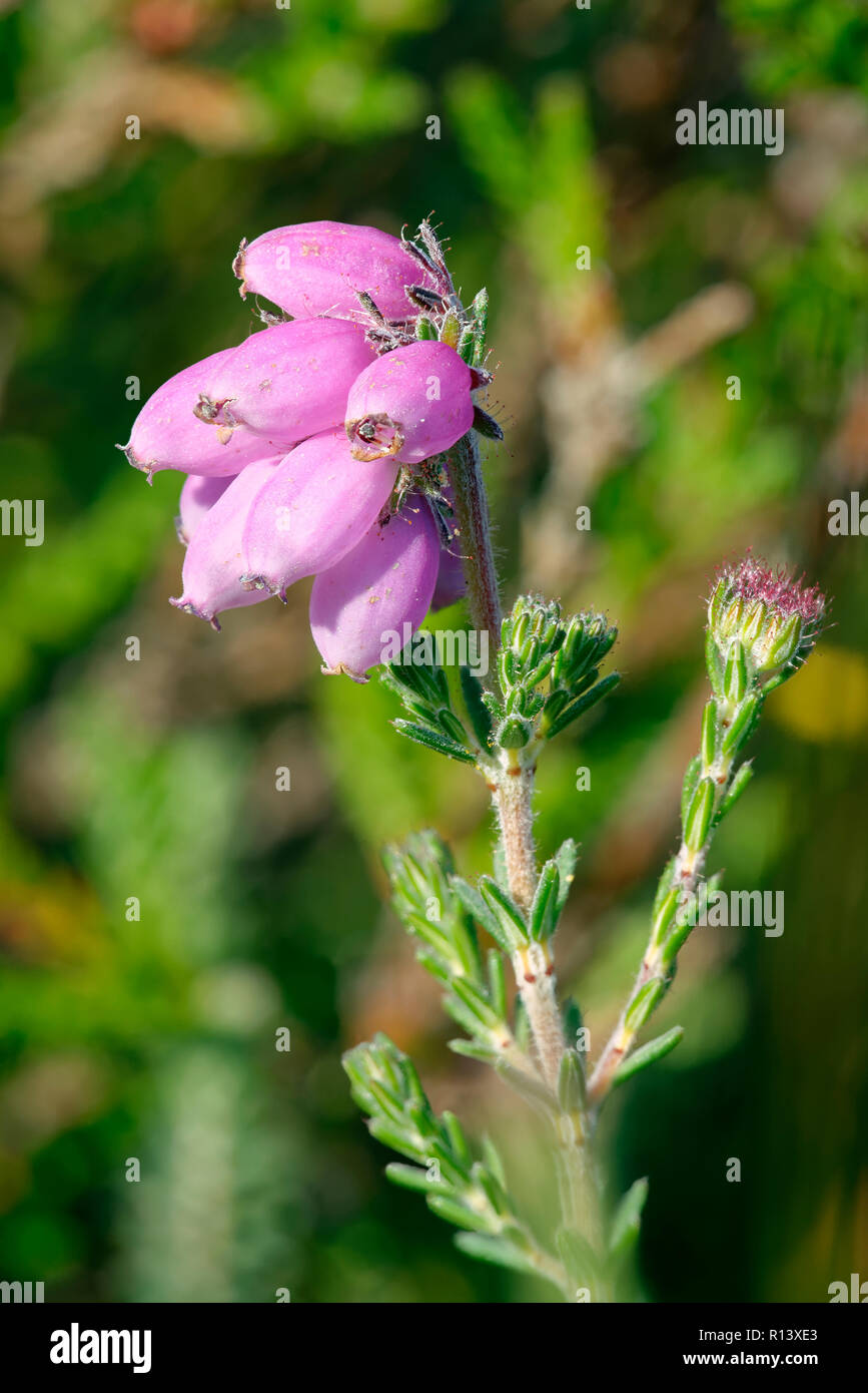 Heather Bell - Erica cinerea, Cairngorms Ecosse Banque D'Images
