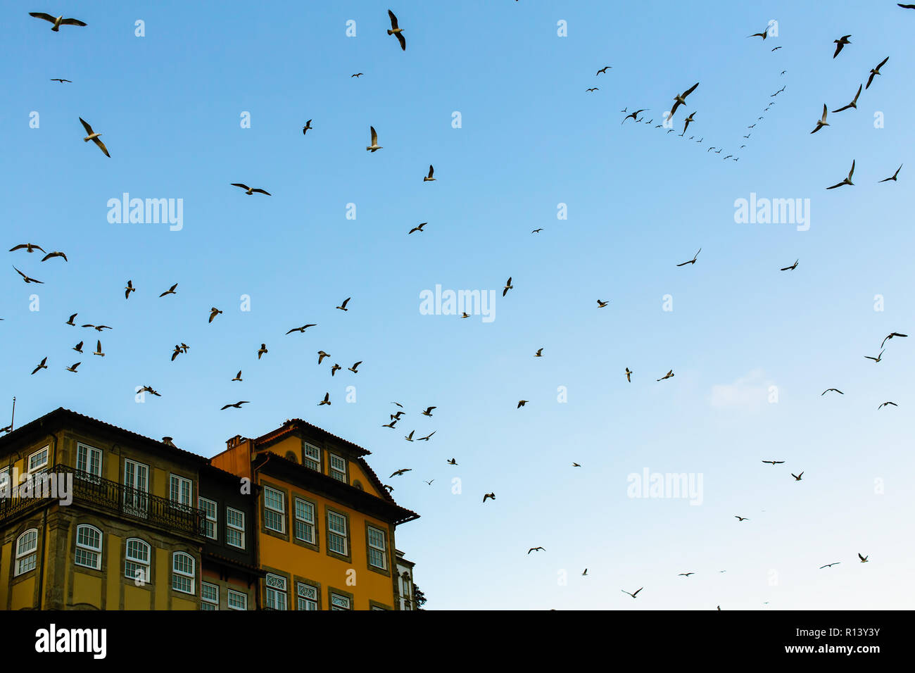 Troupeaux de mouettes sur les toits de la vieille ville de Porto, Portugal. Banque D'Images