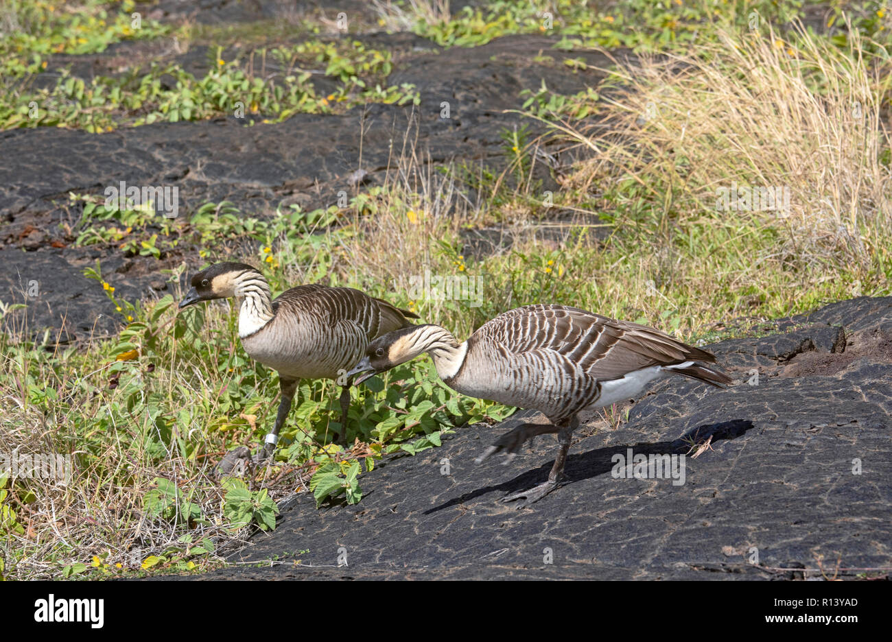 Hawaii Volcanoes National Park, New York - La nene, ou Hawaiian Goose. Le nene de l'Etat d'Hawaii est oiseau. Il se trouve uniquement à Hawaii et est une espèce menacée Banque D'Images