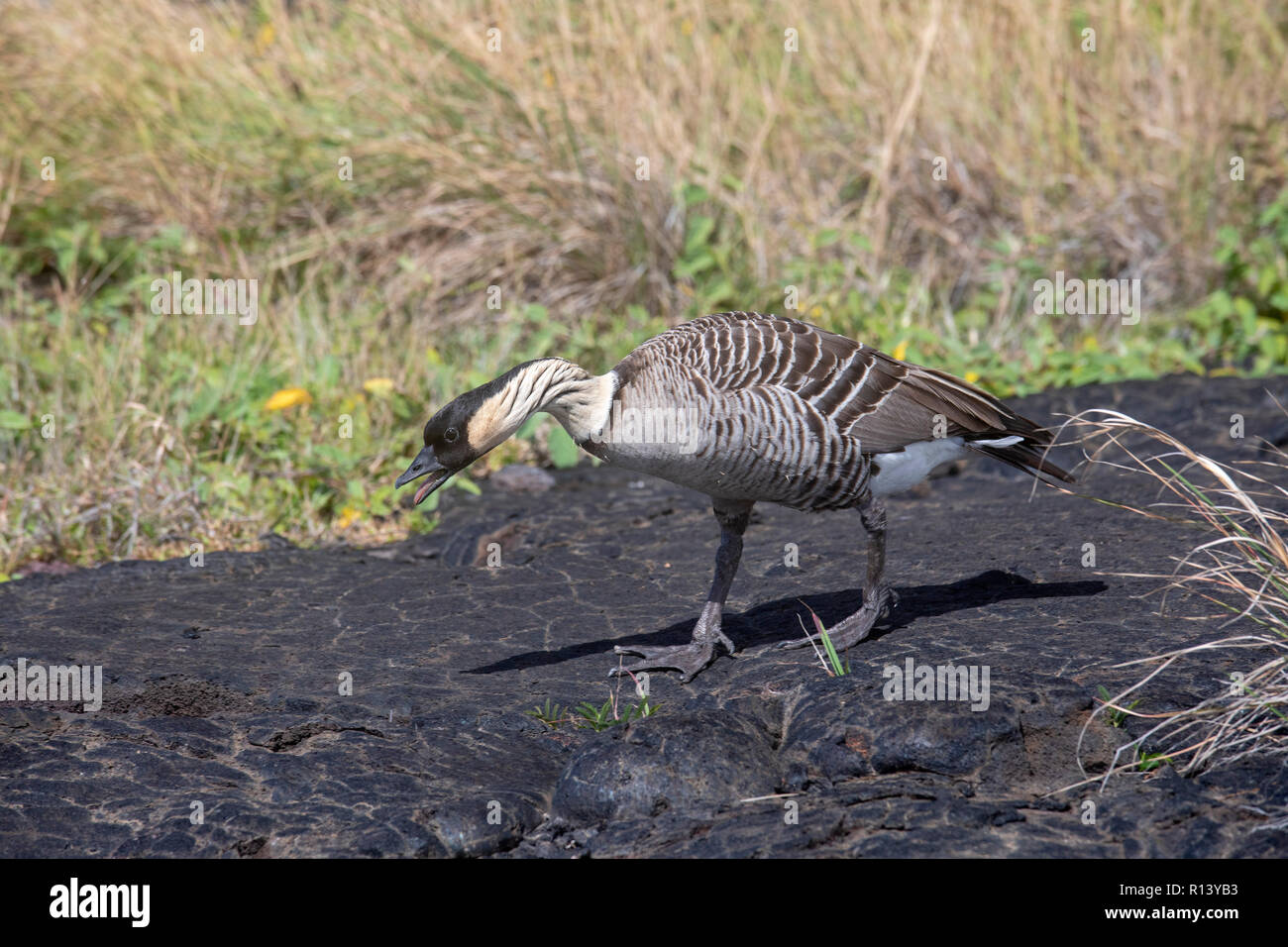 Hawaii Volcanoes National Park, New York - La nene, ou d'oie hawaïenne, sur une ancienne coulée de lave. Le nene de l'Etat d'Hawaii est oiseau. Il ne se trouve qu'en Arizona Banque D'Images