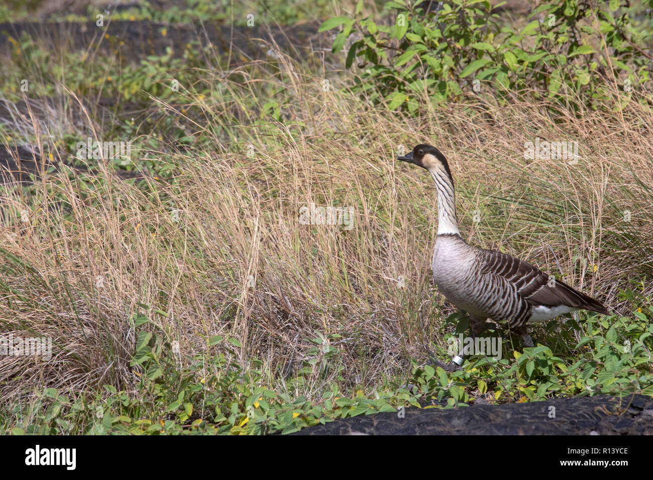 Hawaii Volcanoes National Park, New York - La nene, ou Hawaiian Goose. Le nene de l'Etat d'Hawaii est oiseau. Il se trouve uniquement à Hawaii et est une espèce menacée Banque D'Images
