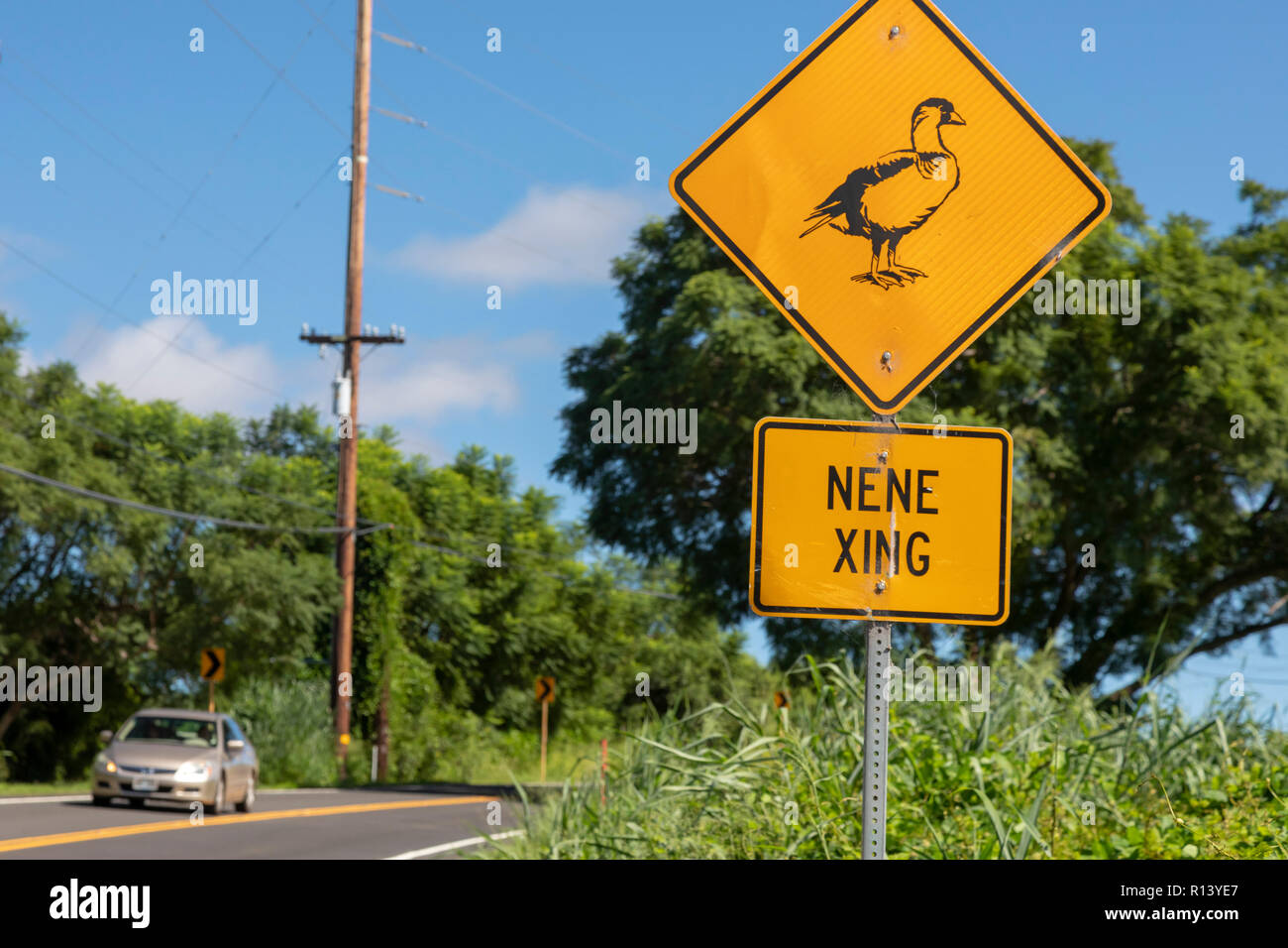 Puuanahulu, New York - un signe prévient les conducteurs d'être conscient de nene, l'Hawaiian Goose. Le nene de l'Etat d'Hawaii est oiseau. Il se trouve uniquement à Hawaii et est Banque D'Images