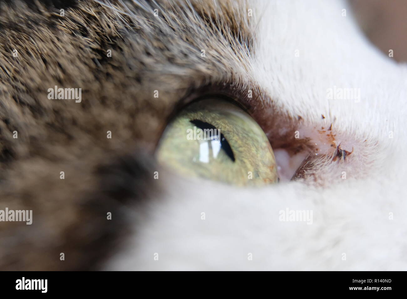 yeux de chats Banque D'Images