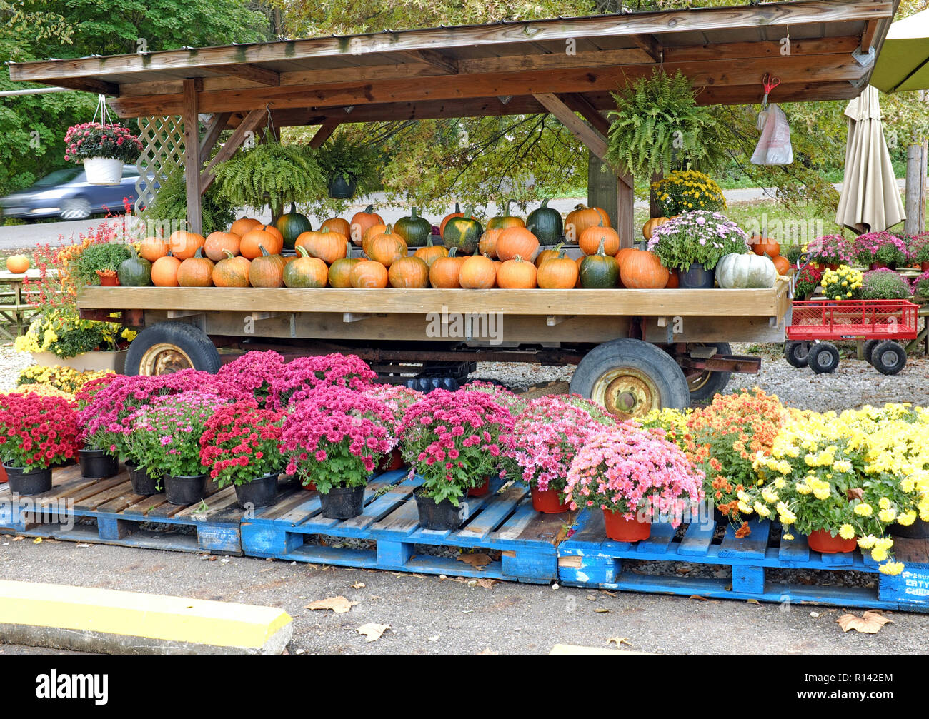 Une route d'automne s'affichent dans le centre de l'Ohio avec le vert et l'orange des citrouilles avec violet, jaune, rose et rouge les mamans. Banque D'Images