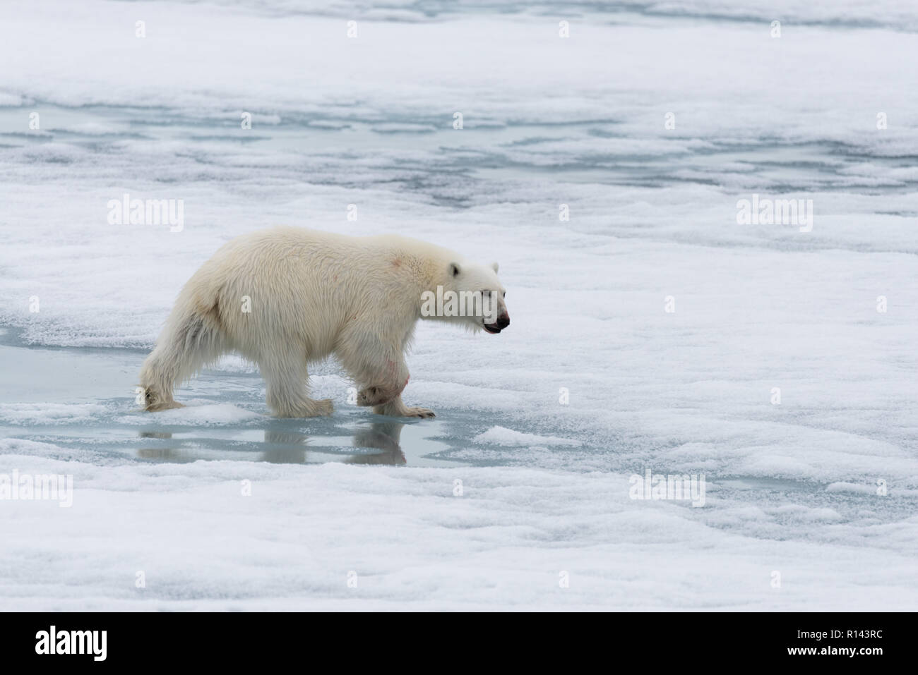 L'ours polaire (Ursus maritimus) Aller sur la banquise au nord de l'île de Spitsbergen, Svalbard Banque D'Images