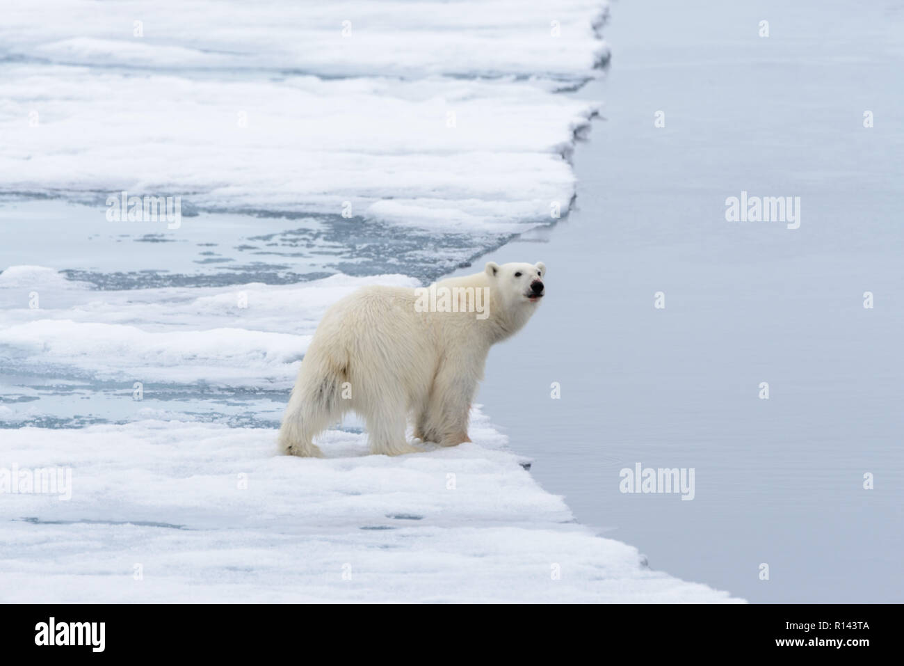 L'ours polaire (Ursus maritimus) Aller sur la banquise au nord de l'île de Spitsbergen, Svalbard Banque D'Images