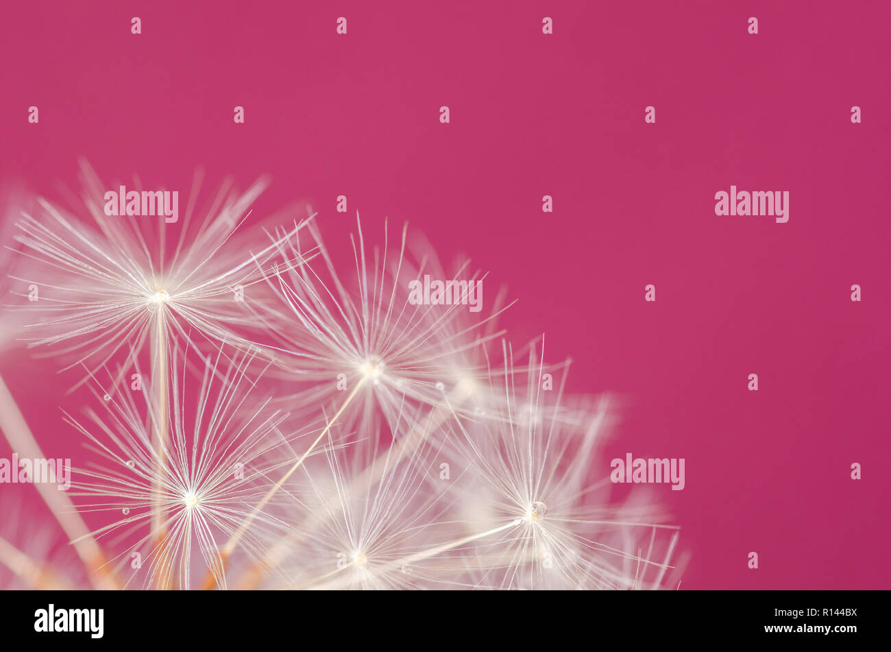 Pissenlit moelleux sur fond rose Banque D'Images