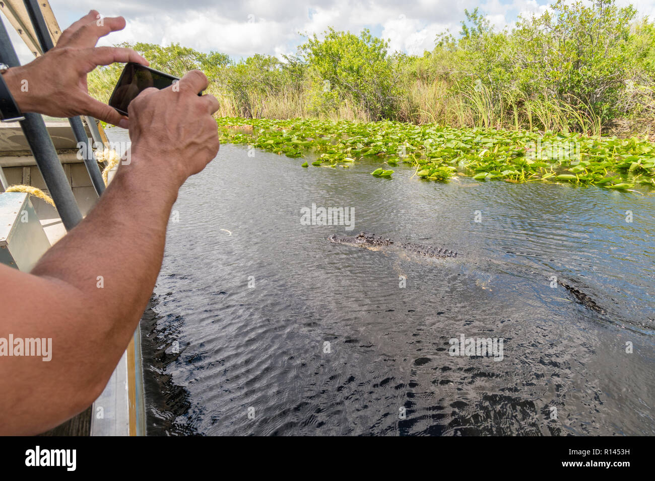 Man photographing près d'alligators airboat dans le parc national des Everglades, Floride, États-Unis d'Amérique Banque D'Images
