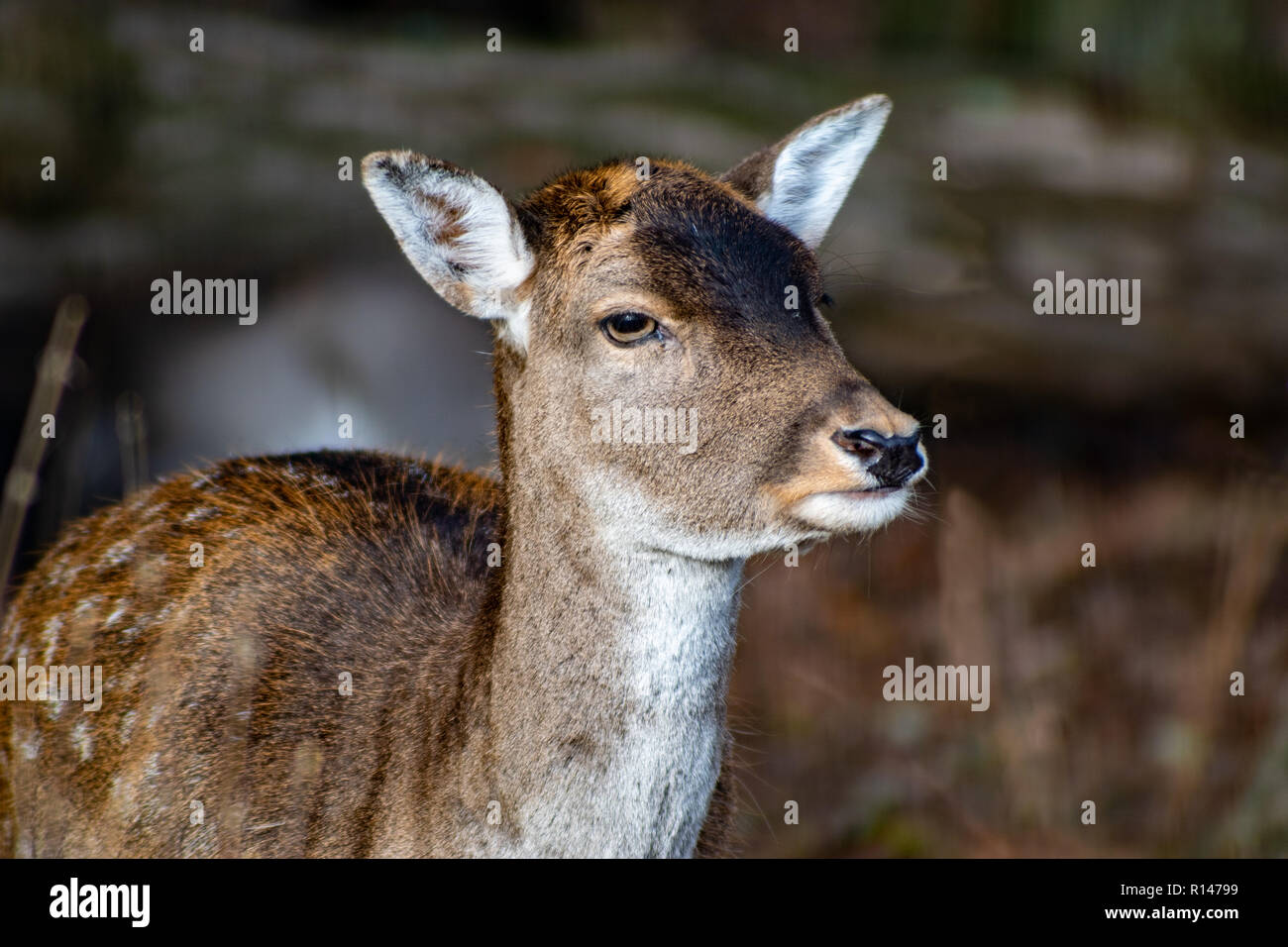 Close up d'un jeune cerf avec l'accent sur la tête Banque D'Images