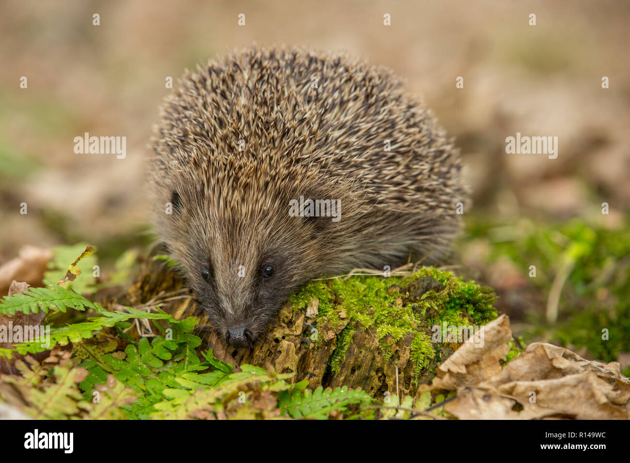 Hérisson, indigènes, sauvages, hedgehog dans cadre boisé naturel avec ...