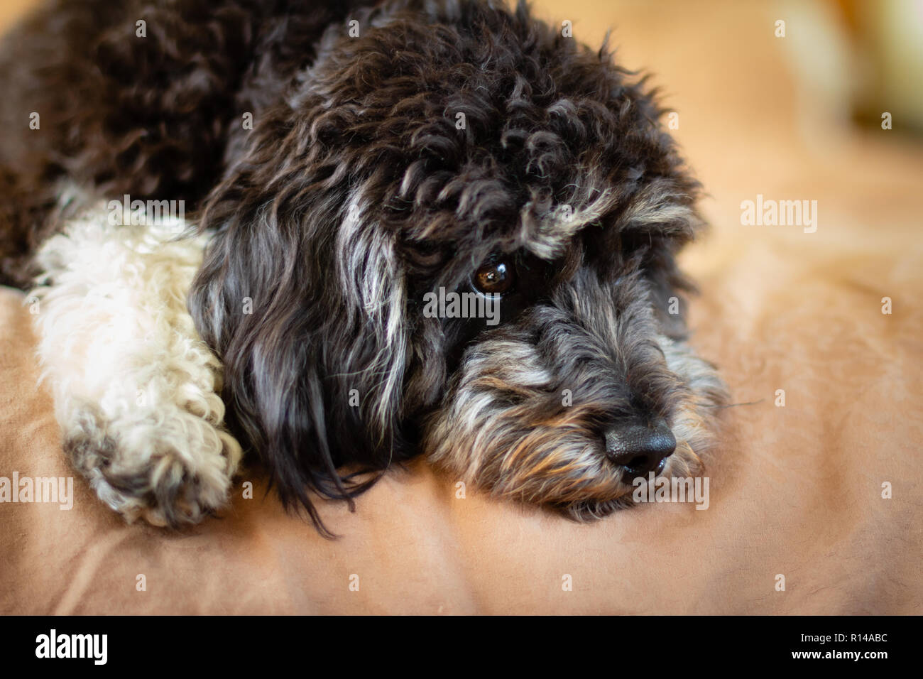 Un chien noir et blanc (cavoodle cockapoo) un caniche chien croisée qui ne cheveux qu'ils ont un caractère doux et sont parfaits compagnons Banque D'Images