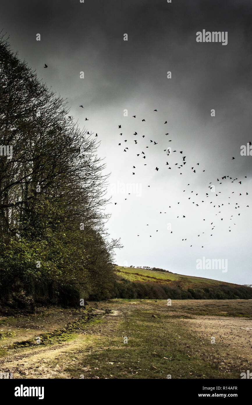 Un troupeau de meurtre de corbeaux volant au-dessus de l'estuaire Gannel à Newquay Cornwall. Banque D'Images