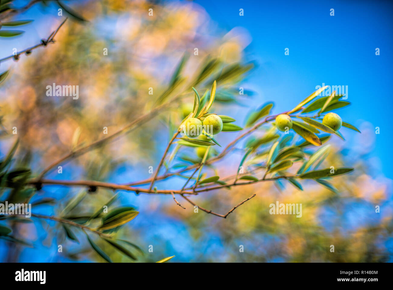 Olives Manzanilla sur l'arbre, Espagne Banque D'Images
