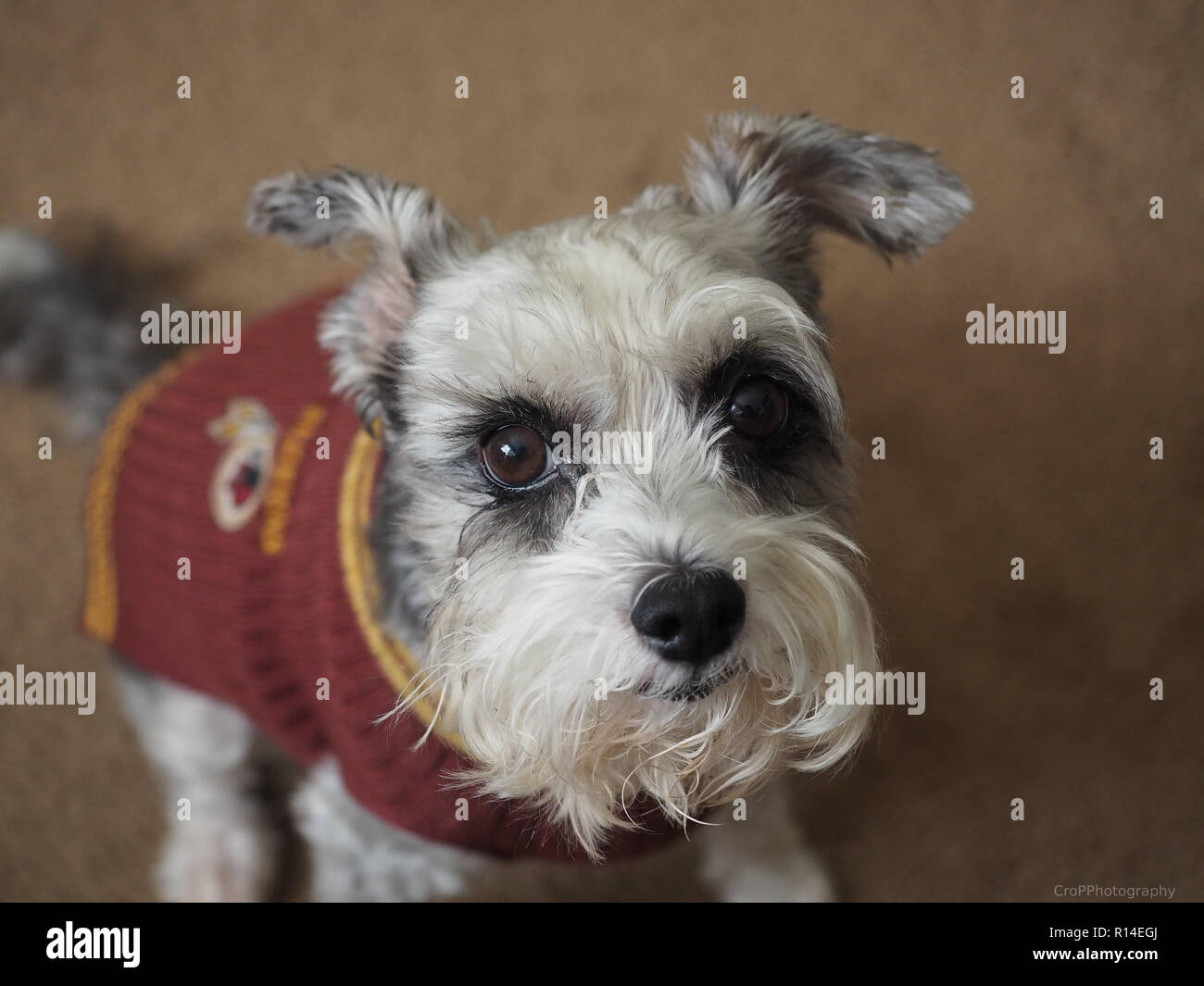 Gros Plan Du Terrier Blanc Et Gris Avec Chien Mix Sur Pull