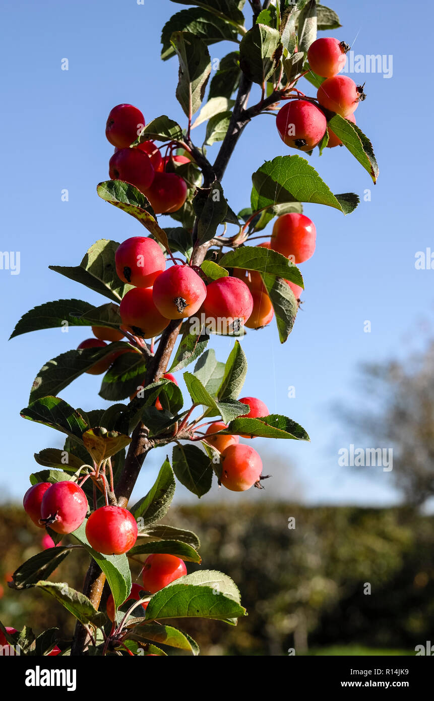 Petite taille de cerisier crabe rouge pommes sur Malus x robusta sentinelle rouge pousse dans un jardin anglais en octobre convient pour un jardin patio Banque D'Images