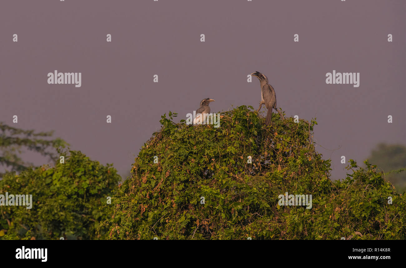 D'oiseaux de Bharatpur,deux ,Malabar, calaos gris,se percher, sur des branches d'arbre,Rajasthan, Inde. Banque D'Images