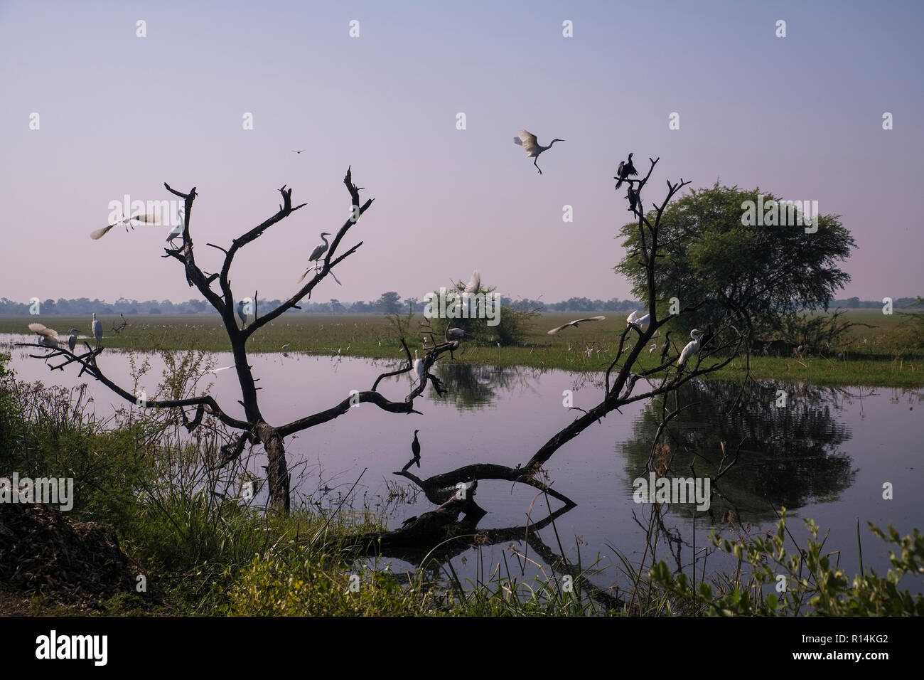 D'oiseaux de Bharatpur, grande aigrette, chormorant,colonie,à waterpool,Rajasthan, Inde. Banque D'Images