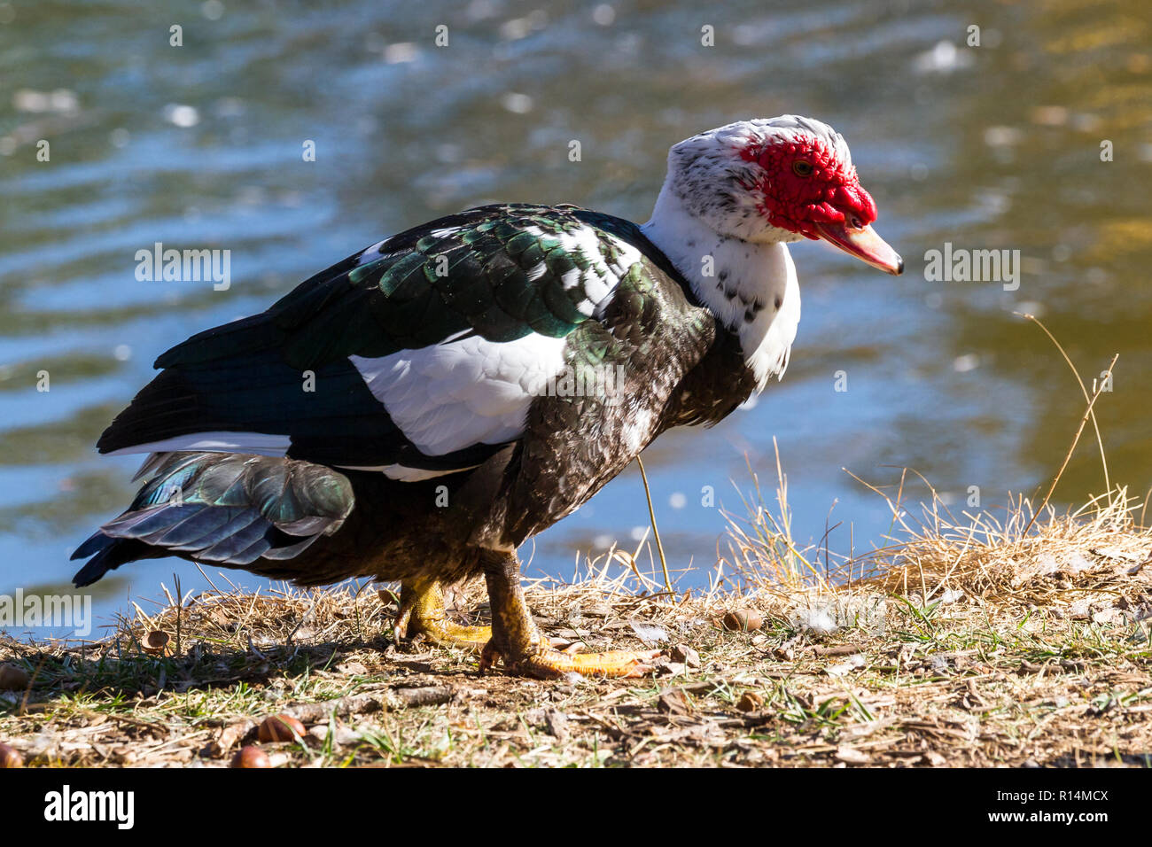 Canard de barbarie près d'un étang avec des couleurs de l'automne d'or reflétant sur l'eau Banque D'Images