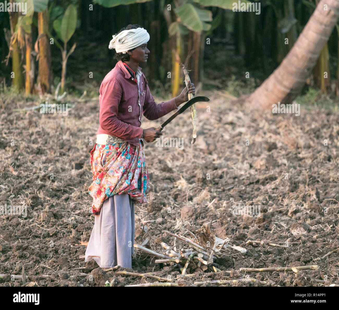 Un champ de travail des femmes dans l'agriculture au petit matin,Anegundi Koppal District,Karnataka, Inde, le 13 octobre,2018 Banque D'Images