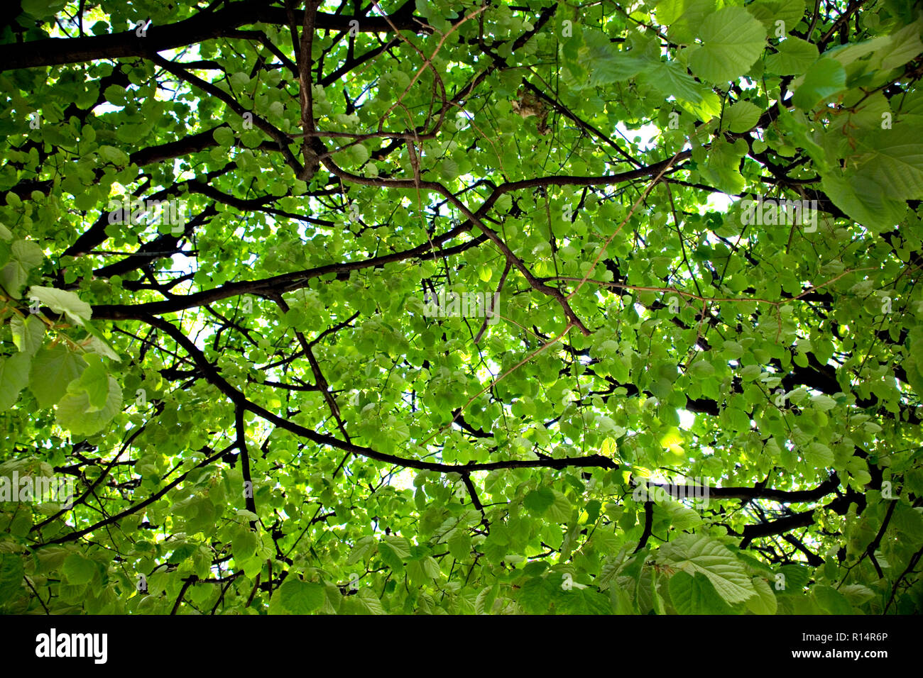 Frais vert printemps feuilles sur les branches d'arbres Banque D'Images