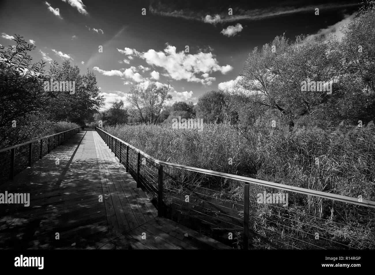 Image en noir et blanc de l'allée en bois près de la rivière Yauza à Moscou en automne, district de Babushkinskiy Banque D'Images