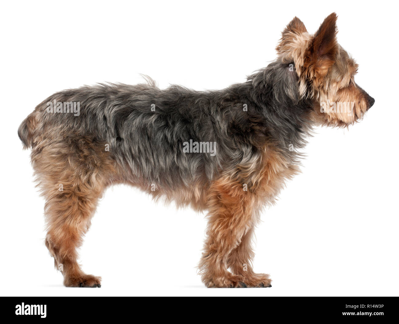 Yorkshire Terrier, 14 ans et demi, in front of white background Banque D'Images