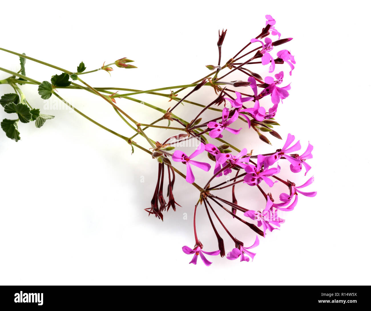 Kapland-Pelargonie, Umckaloabo, Pelargonium reniforme, Banque D'Images