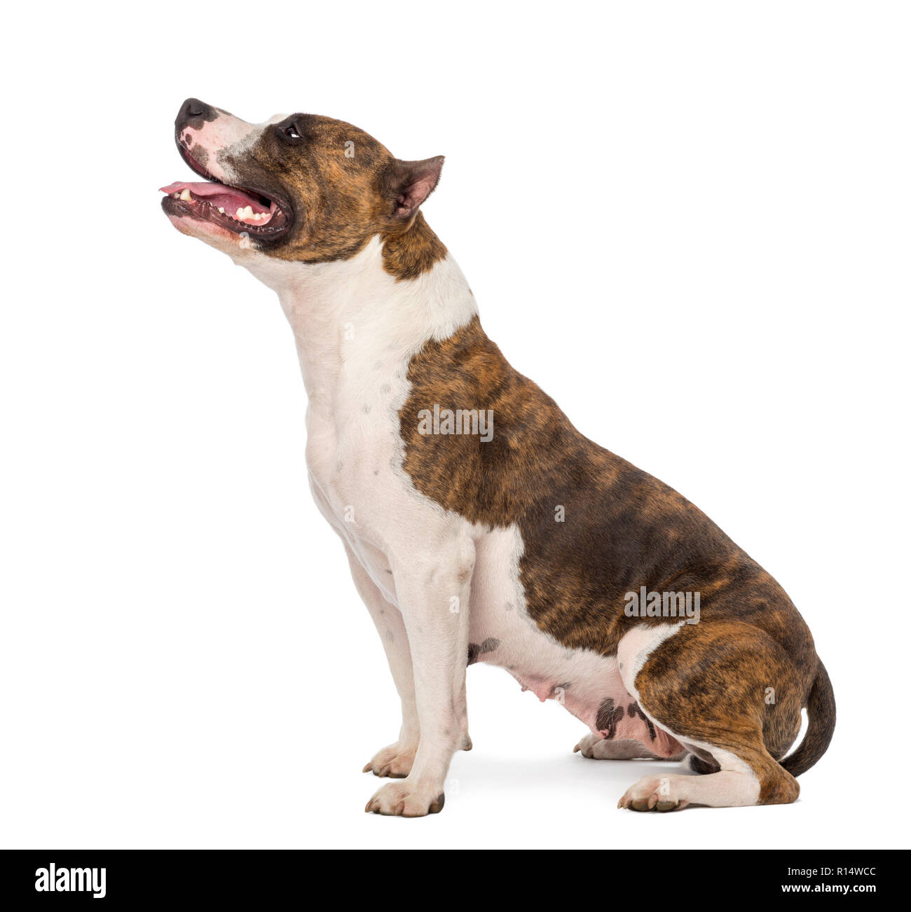 American Staffordshire terrier assis et regardant vers le haut, 3 ans, contre fond blanc Banque D'Images