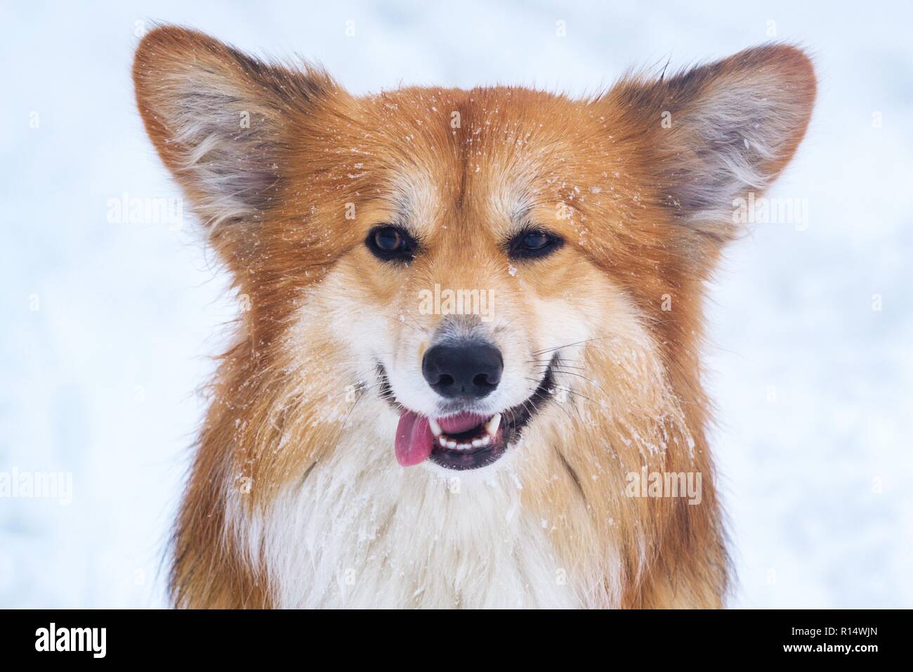 Fluffy corgi chien à l'extérieur. portrait à la neige en hiver. Banque D'Images