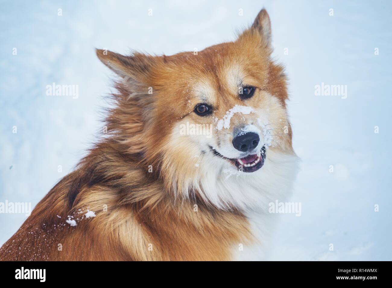 Fluffy corgi chien à l'extérieur. portrait à la neige en hiver. Banque D'Images
