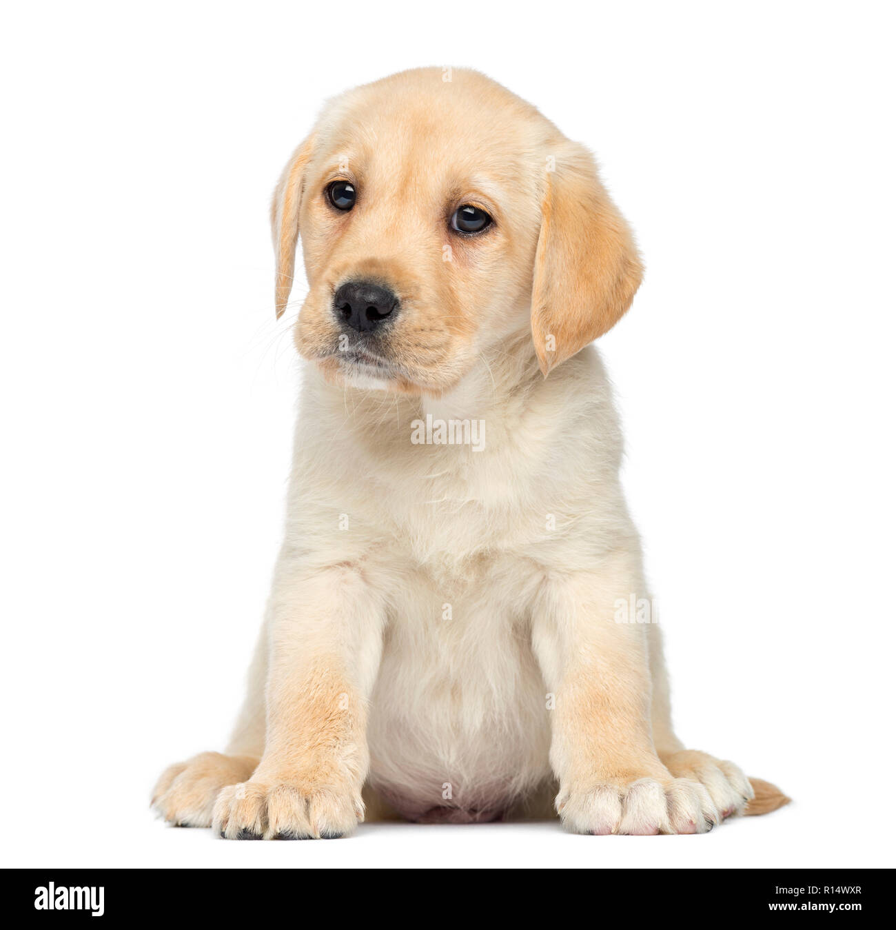 Labrador Puppy sitting, isolated on white Banque D'Images Labrador Puppy sitting, isolated on white Banque D'Images