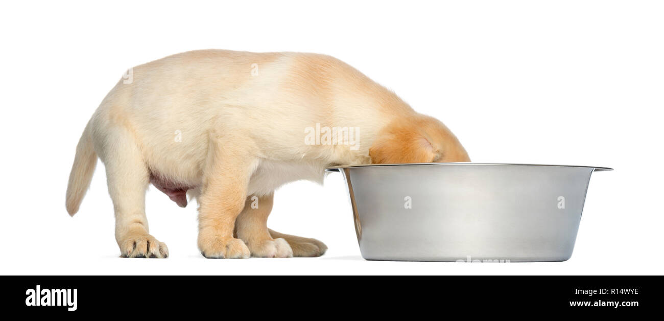 Labrador Retriever, chiot de 2 mois, avec la tête dans un gros chien bol, isolated on white Banque D'Images