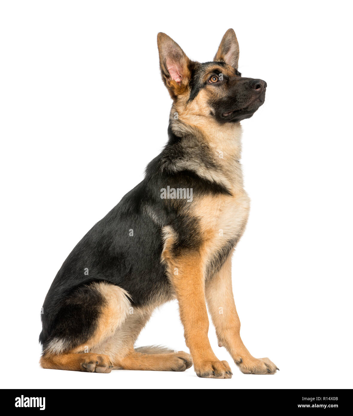 Vue latérale sur un jeune berger allemand assis, regardant vers le haut, 6 mois, isolated on white Banque D'Images