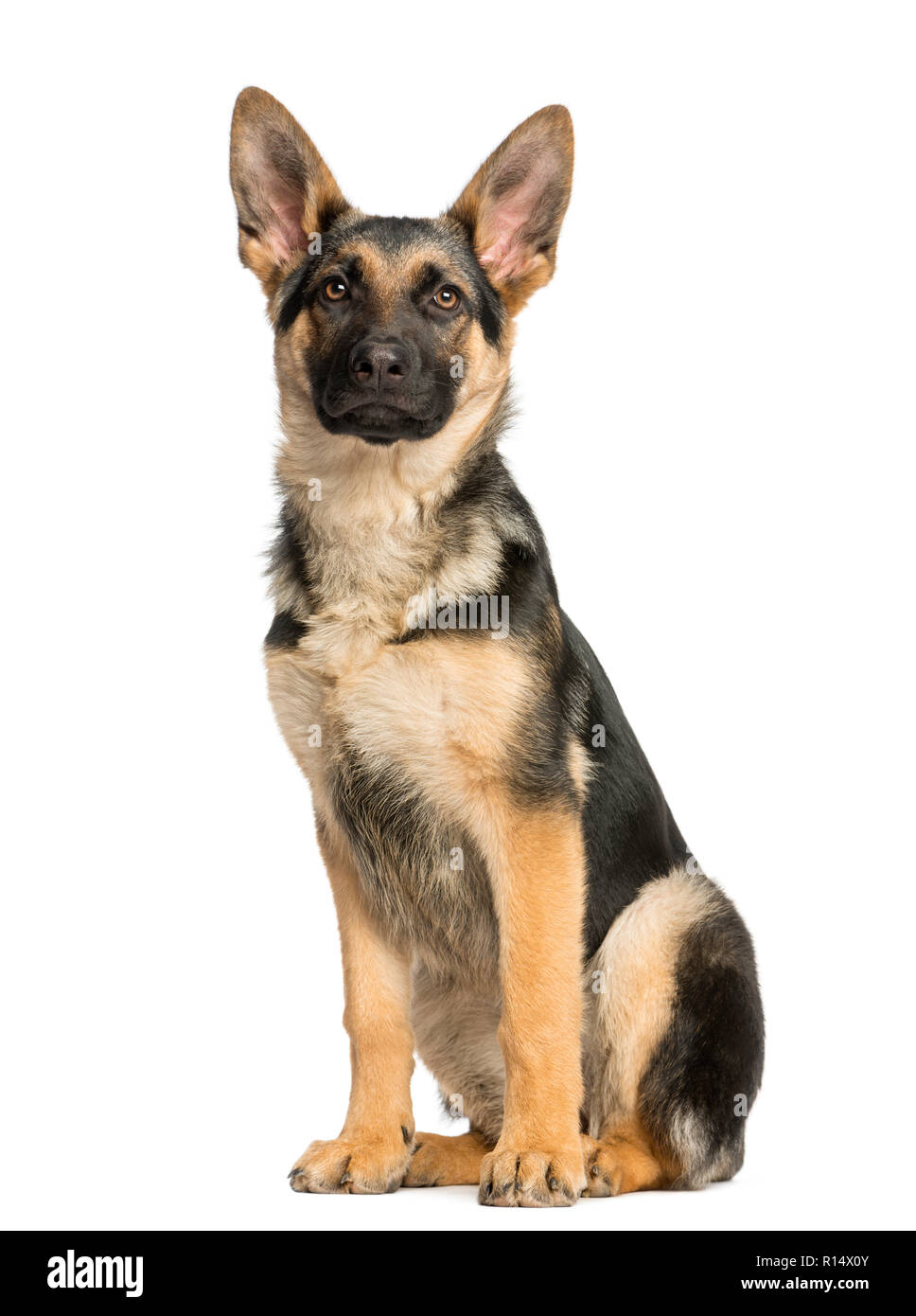 Fier jeune berger allemand assis et à l'écart Banque D'Images