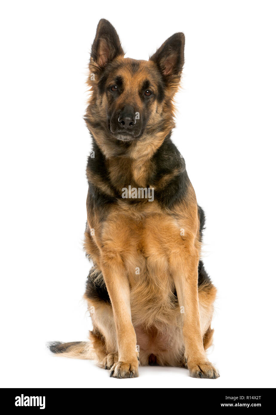 Berger Allemand assis, 4 ans, isolé sur blanc Banque D'Images