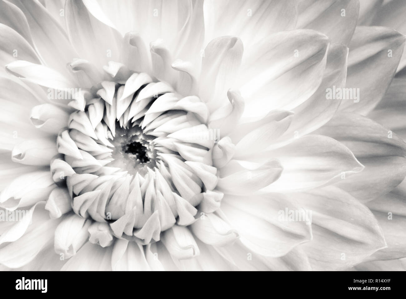 Dahlia fleurs blanc frais détails macro photographie. Photo en noir et blanc avec fleur soulignant la texture, du contraste et de belles fleurs naturelles Banque D'Images