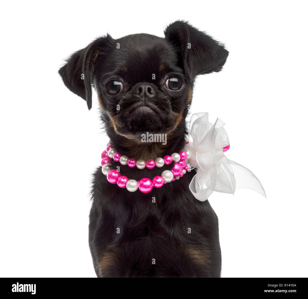 Petit Brabançon (5) ancienne bouche Banque D'Images