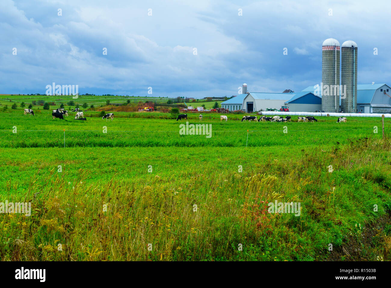 Vue sur campagne et vaches dans Saint-Michel-de-Bellechasse, Québec, Canada Banque D'Images