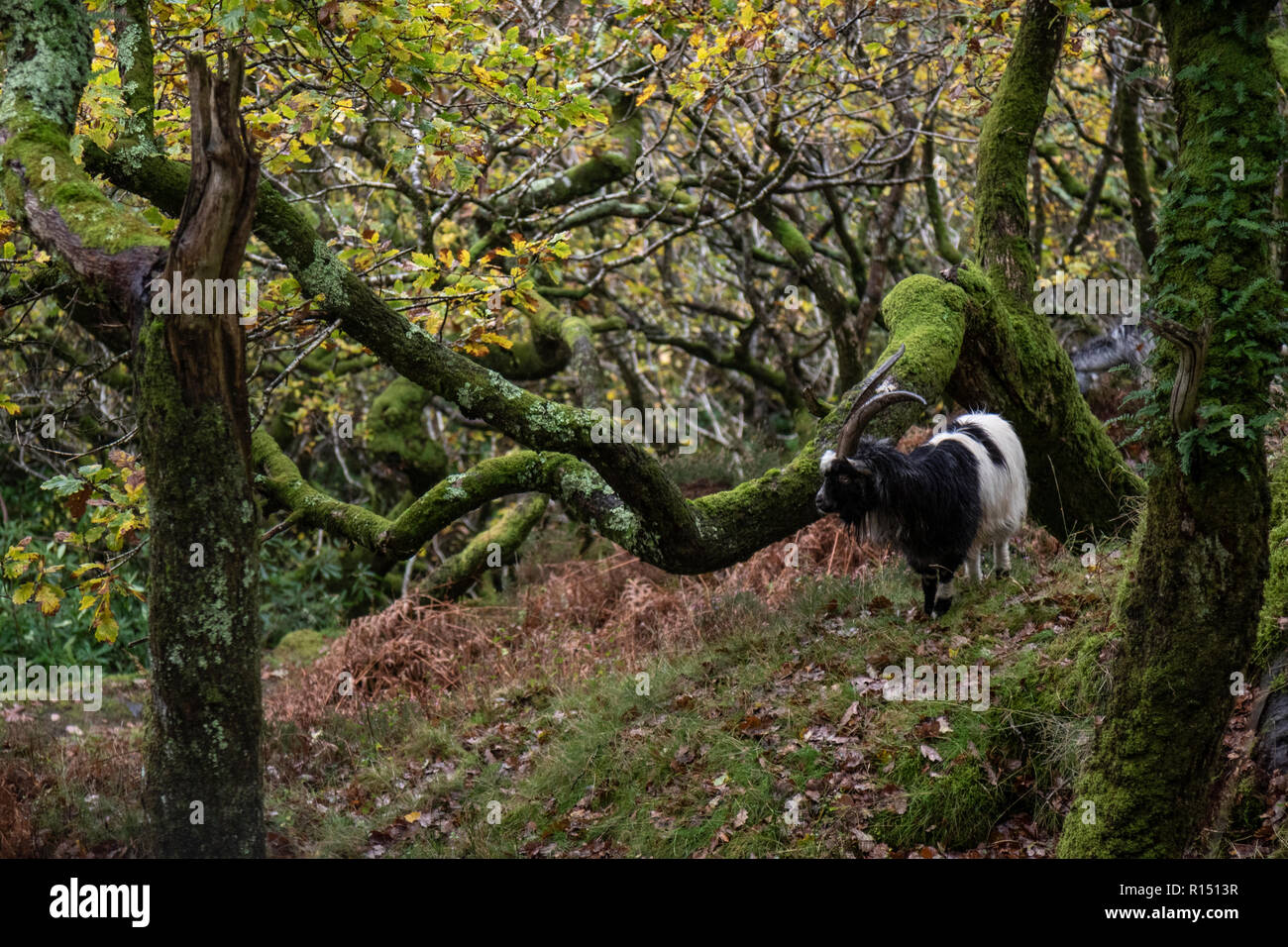 Chèvre sauvage dans le Snowdonia Banque D'Images