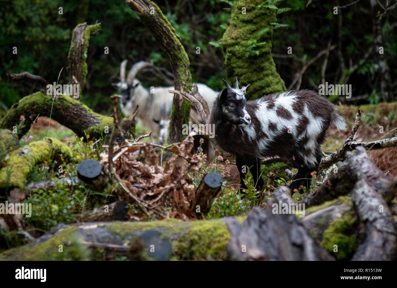 Les chèvres sauvages dans la région de Snowdonia, Banque D'Images