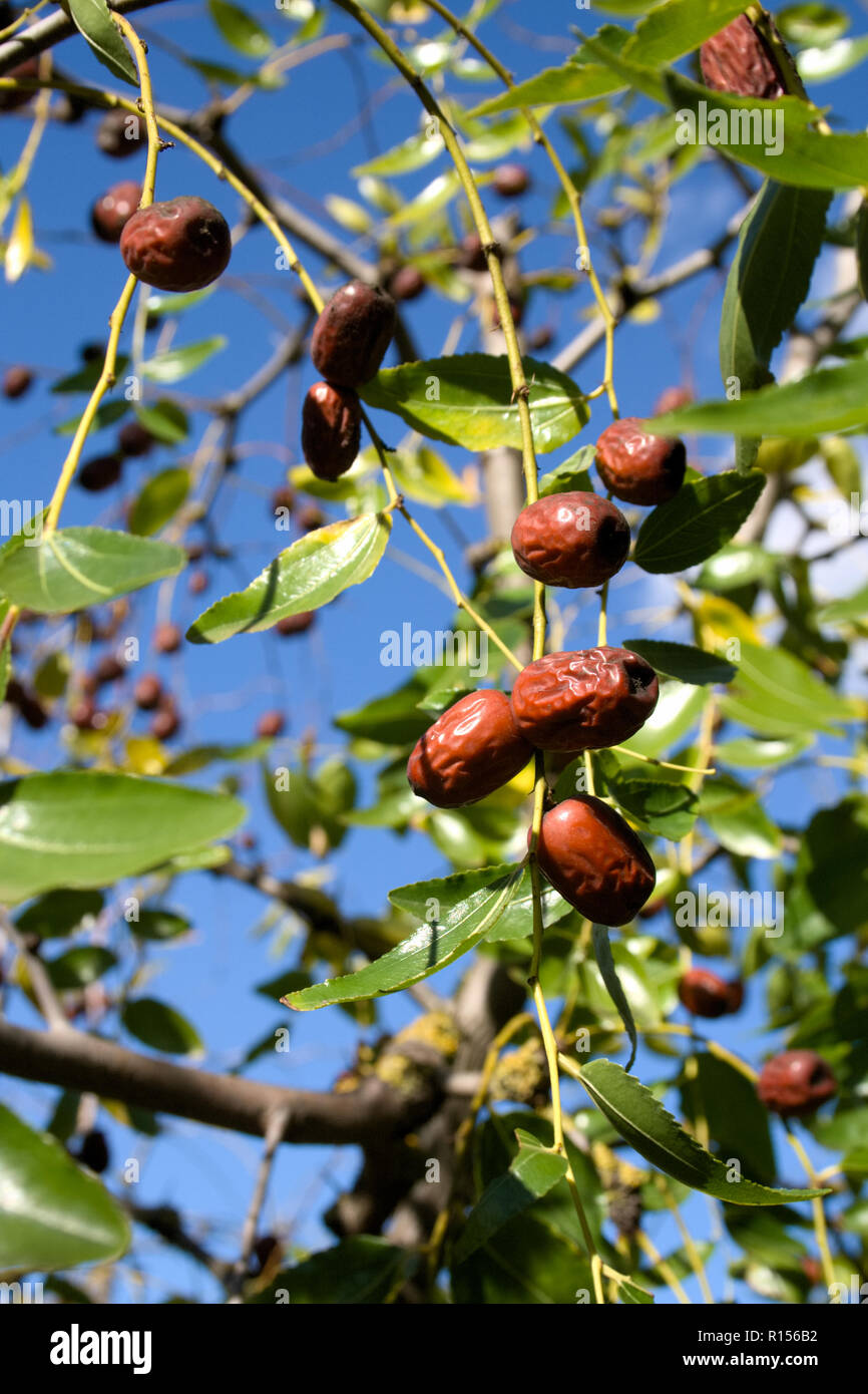 Ziziphus Tree Banque D Image Et Photos Alamy