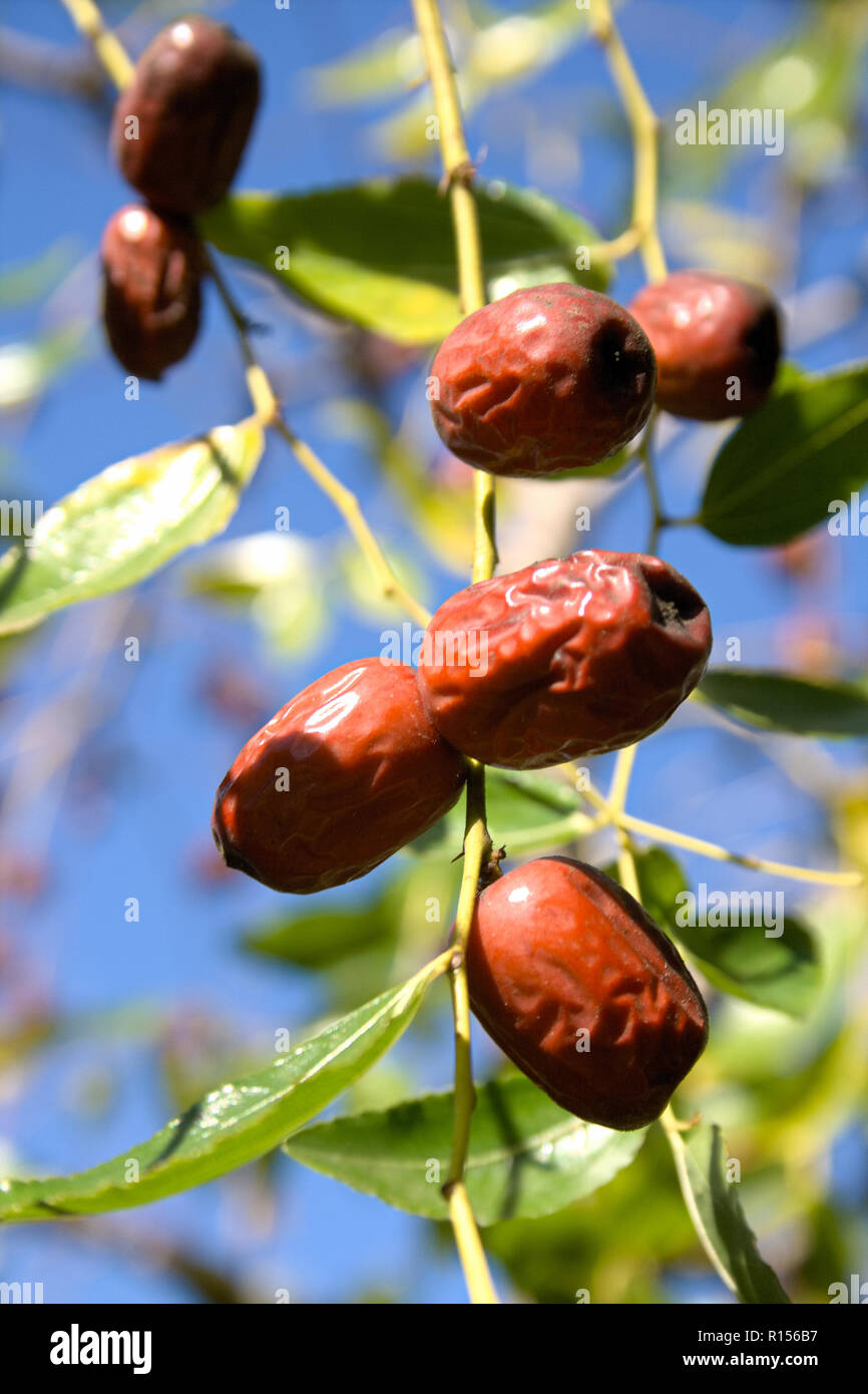 Jujube Fruit Banque D Image Et Photos Alamy