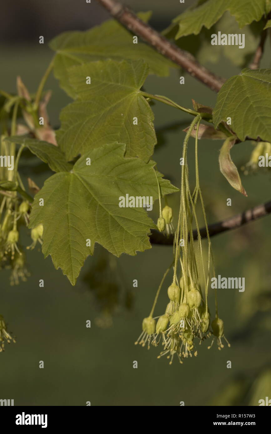 L'italien, Acer opalus, en fleurs au printemps, avec des feuilles. La Croatie. Banque D'Images