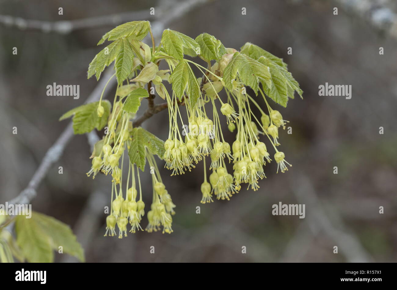 L'italien, Acer opalus, en fleurs au printemps, avec des feuilles. La Croatie. Banque D'Images