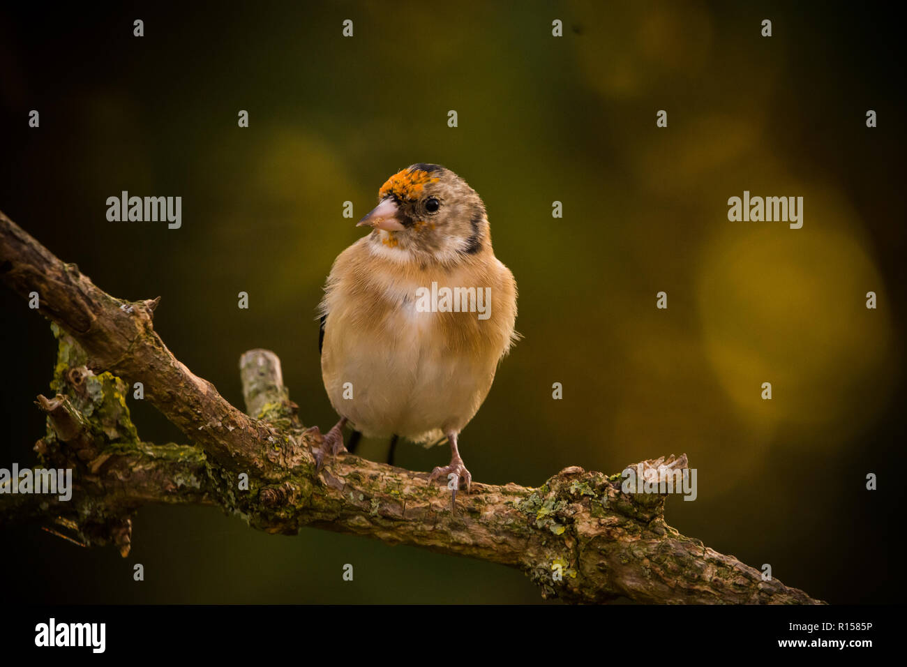 Finch d'or debout sur une branche brun à l'automne dans un jardin Banque D'Images