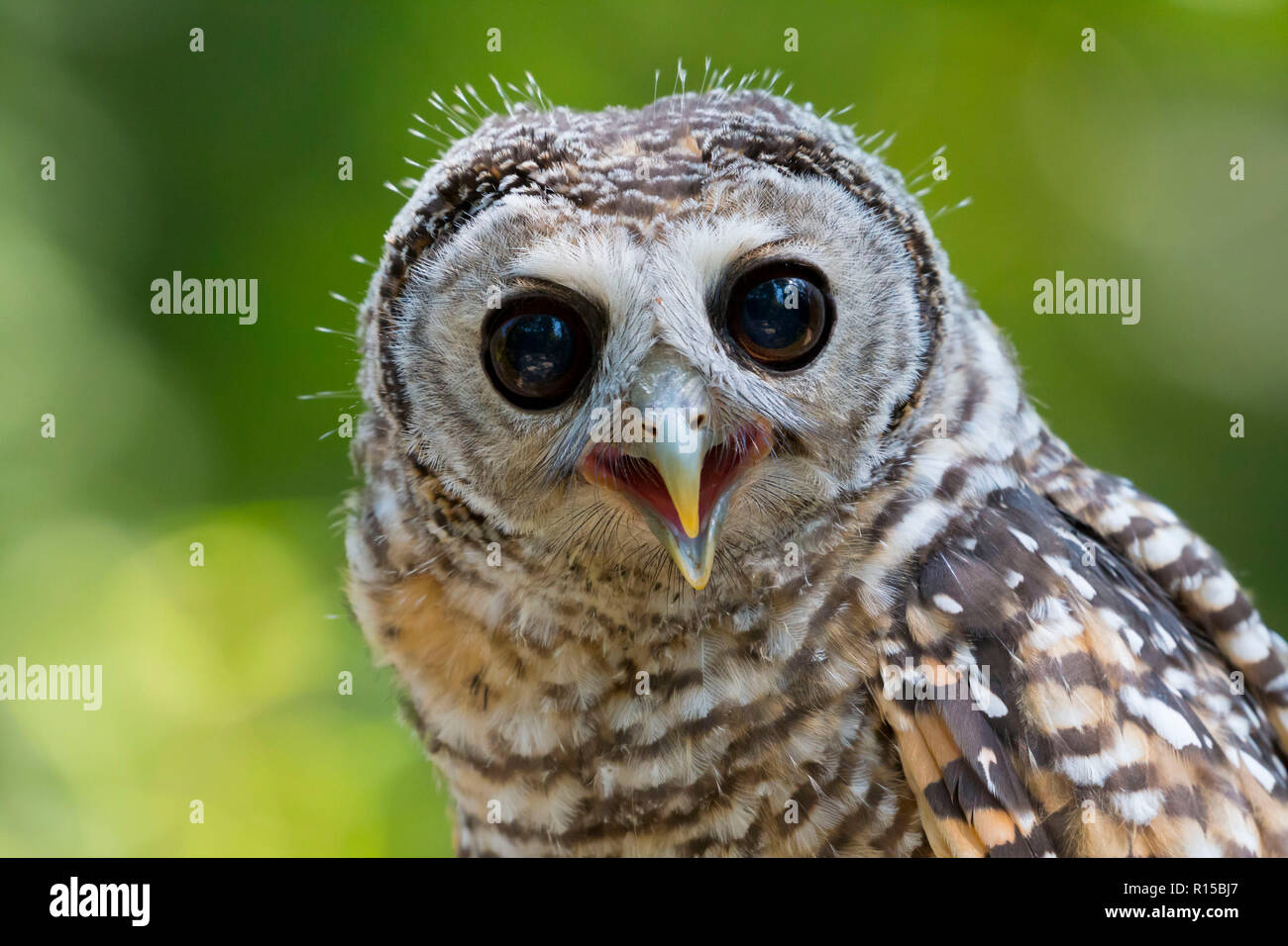 Portrait d'un jeune Chaco Owl (Strix chacoensis) Banque D'Images