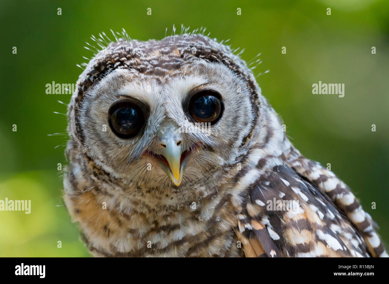 Portrait d'un jeune Chaco Owl (Strix chacoensis) Banque D'Images