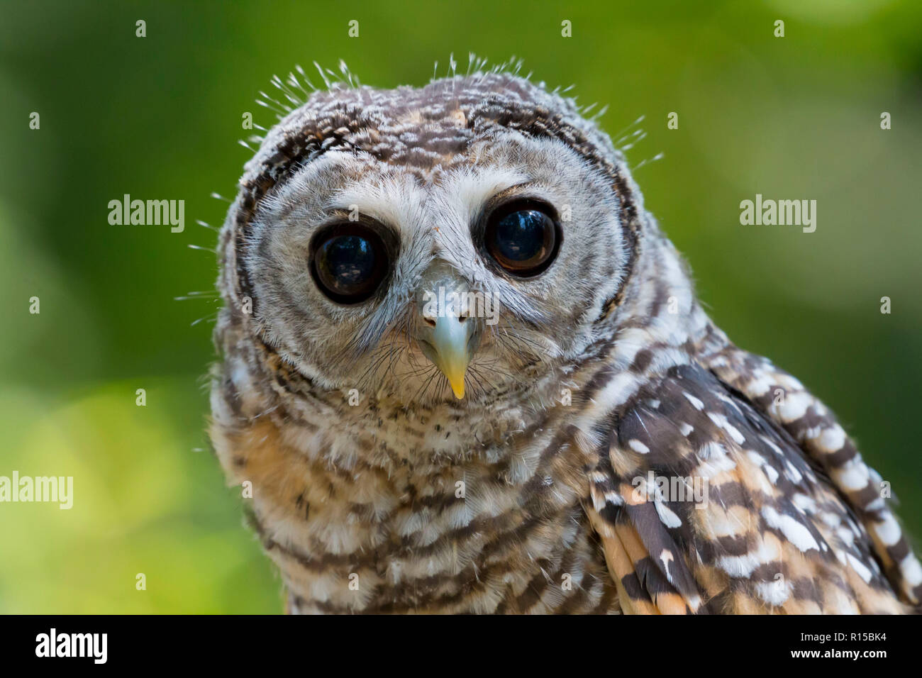 Portrait d'un jeune Chaco Owl (Strix chacoensis) Banque D'Images